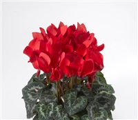 Cyclamen Laser Sync.Scarlet