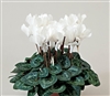 Cyclamen Laser Sync.White