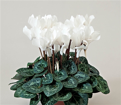 Cyclamen Laser Sync.White