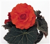 Begonia TubN/S Mocca Dp Orange