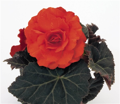 Begonia TubN/S Mocca Dp Orange