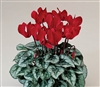 Cyclamen Silverado Scarlet