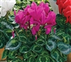 Cyclamen Sierra Sync.Purple