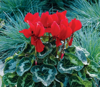 Cyclamen Sierra Sync.Scarlet