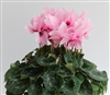 Cyclamen Magnum Lt Pink Eye