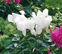 Cyclamen Sierra Sync.White