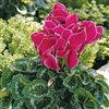 Cyclamen Sierra Sync.Wine Flame