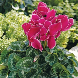 Cyclamen Sierra Sync.Wine Flame