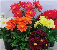 Dahlia Delight Mix