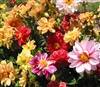 Dahlia Unwins Ideal Bedding Mi