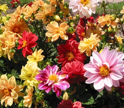 Dahlia Unwins Ideal Bedding Mi