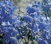 Delphinium Belladonna