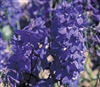 Delphinium Bellamosum