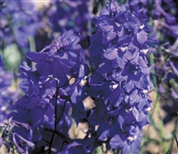 Delphinium Bellamosum