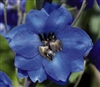 Delphinium P.G. Blue Jay