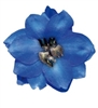 Delphinium P.G. Blue Jay