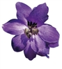 Delphinium P.G. Black Knight