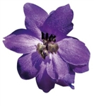 Delphinium P.G. Black Knight