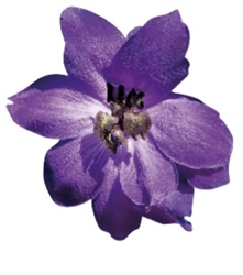 Delphinium Pacific Giants Black Knight