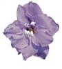 Delphinium P.G. Camelliard