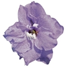 Delphinium P.G. Camelliard