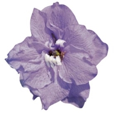 Delphinium P.G. Camelliard