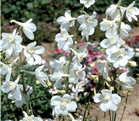 Delphinium Casablanca