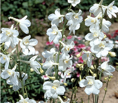 Delphinium Casablanca