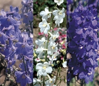 Delphinium Conneticut Yankees