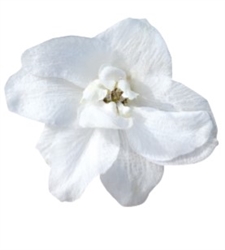 Delphinium Pacific Giants Galahad