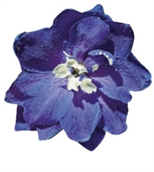 Delphinium P.G. King Arthur