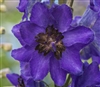 Delphinium M.F. Dk Blue/dk Bee