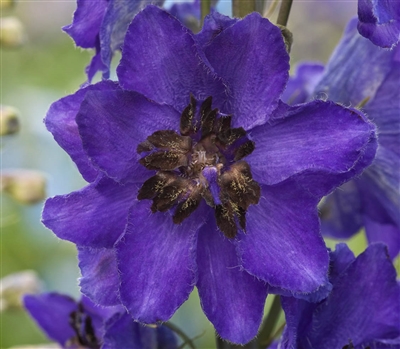 Delphinium M.F. Dk Blue/dk Bee