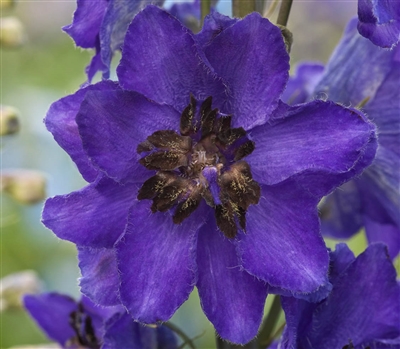 Delphinium Magic Fountains Dk Blue/Dk Bee