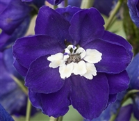 Delphinium M.F. Dk Blue/white