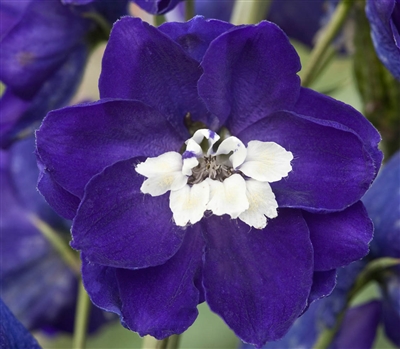 Delphinium Magic Fountains Dk Blue/White Bee