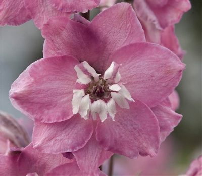 Delphinium Magic Fountains Lilac Pink/WhiteBee