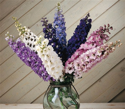 Delphinium Magic Fountains Mix