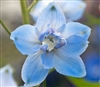 Delphinium M.F. Sky Blue/WhBee