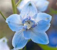 Delphinium Magic Fountains Sky Blue/WhiteBee