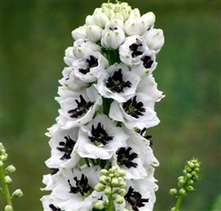 Delphinium Magic Fountains White/Dk Bee