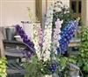 Delphinium Pacific Giant Mix