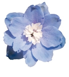 Delphinium Pacific Giants Summer Skies