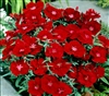 Dianthus Diana Crimson