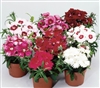 Dianthus Diana Mix Pellets