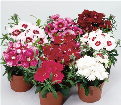 Dianthus Diana Mix Pellets