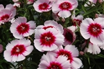 Dianthus Diana Purp ctr Whi