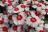 Dianthus Diana Red ctr Whi