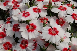 Dianthus Diana Red ctr Whi