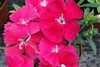 Dianthus Diana Rose